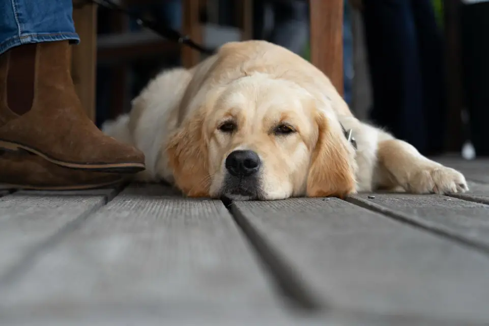 Golden Retriever döst entspannt auf der Holzterrasse der Elb-Lodge
