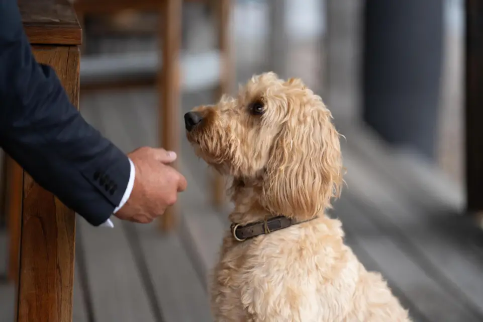 Kleiner Hund auf der Terrasse bekommt eine ausgestreckte Hand gereicht